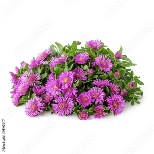 Aster boque aster flower purple.