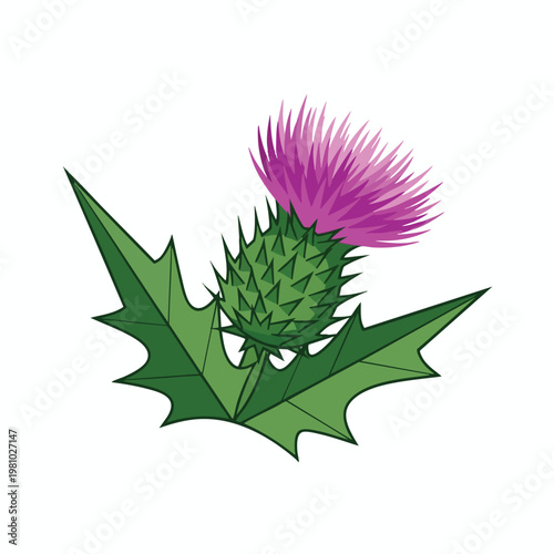 Vibrant Purple Thistle Flower with Spiky Green Leaves Botanical Nature Image