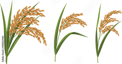 Set of Rice Plant Vector Illustrations with Golden Grains and Green Leaves in Different Stages of Growth