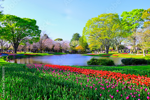 チューリップ公園のチューリップのある風景
