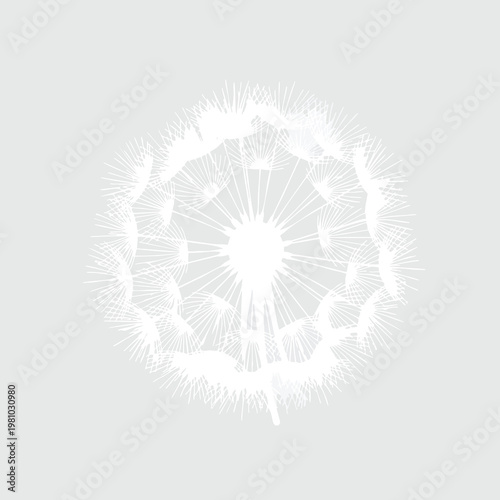 Bright White Dandelion Seed Head with Light Background