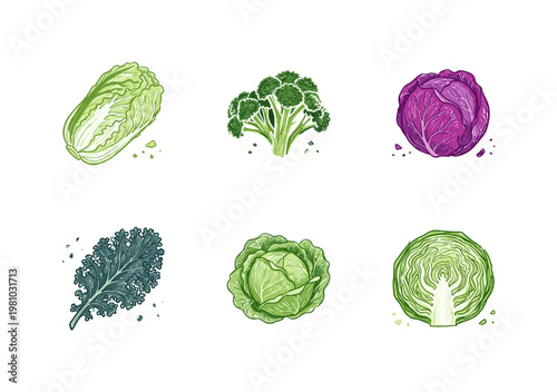 Fresh Cabbage and Leafy Green Vegetables in Colorful Crayony Brushstroke Style for Healthy Food and Culinary Design