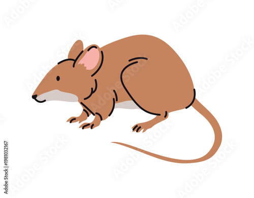 Nocturnal predator with long tail, isolated wild rat or mouse. Vector animal of burrows, under logs or in dense underbrush habitant. Mammal, small rodent of woodland. Forest or wetland creature