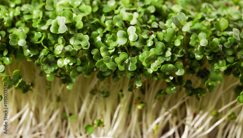 Fresh ripe microgreens as background, closeup view