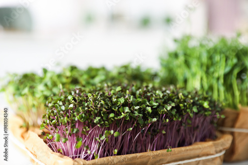 Fresh microgreens in containers on table, closeup