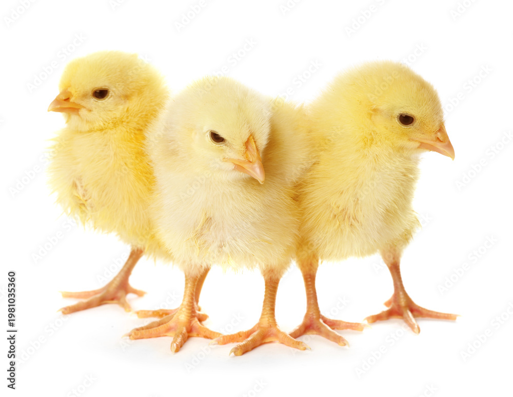Fototapeta premium Cute yellow chicks on white background. Baby animals
