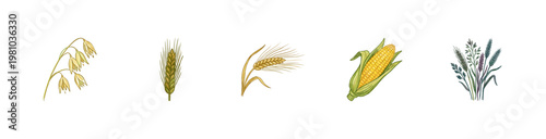 Cereal Grains and Agricultural Wheat Stalks with Colorful Crayony Pencil Texture and Organic Colorful Textures