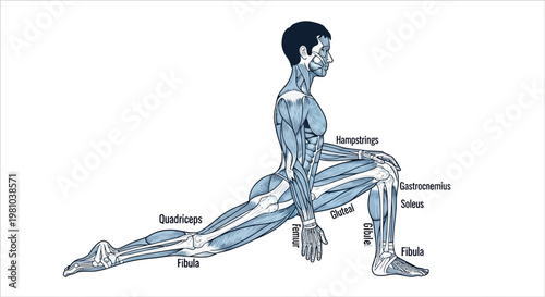 Anatomical illustration of human musculature in a stretching pose