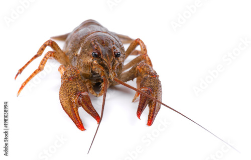 Raw freshwater lobster or crayfish isolated on white background. Live crawfish isolated.
