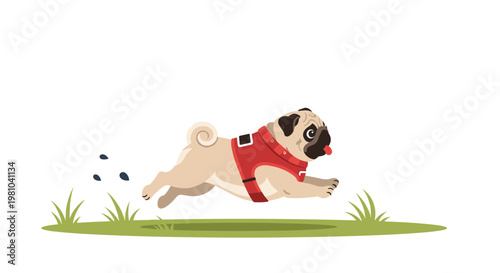 An energetic tan pug wearing a bright red harness sprints across a lush green patch of grass while small clumps of dark dirt fly behind its moving paws.