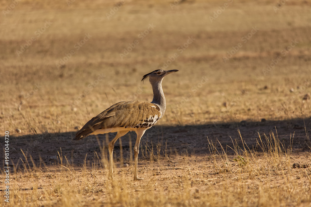 Obraz premium Kori Bustard Walking in the Auob riverbed in the Kgalagadi Transfrontier Park, South Africab 17083