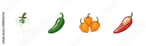 Chili Pepper and Spicy Vegetable Varieties with Colorful Crayony Pencil Texture and Calligraphic Style