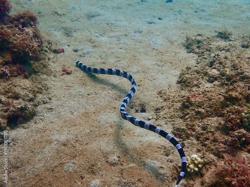 Banded sea krait gliding across sandy seabed on tropical reef. Venomous marine snake in natural underwater habitat with striking black and white pattern.