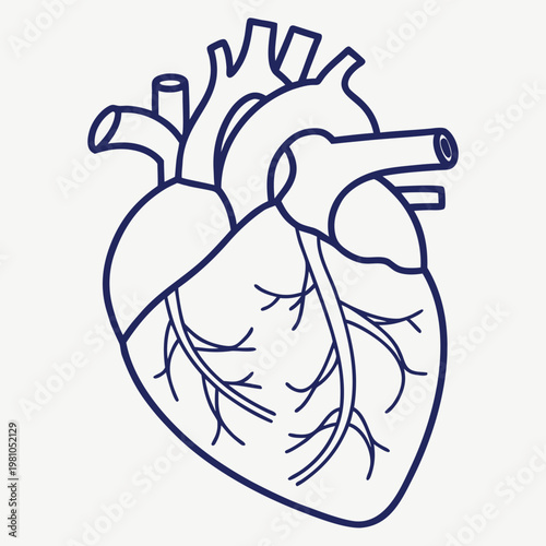 Anatomical illustration of human heart outline with circulatory system, wellness