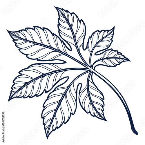 Outline of a single palmate leaf with veins plant part line drawing botanical