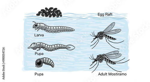 Mosquito Life Cycle Diagram From Egg to Adult Mosquito Showing Larval and Pupal Stages