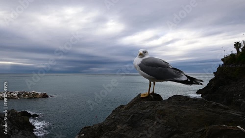 Seagulls standing on the rocks