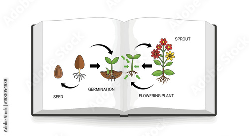 The Life Cycle of a Plant From Seed to Flowering Stage