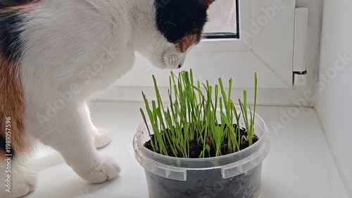A domestic cat eats grass in a pot on the windowsill.