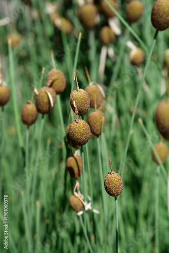 фотографія Dwarf bulrush - Latin name - Typha minima