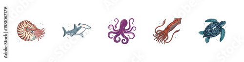 Marine Life and Deep Sea Creatures with Colorful Crayony Pencil Texture and Detailed Stippled Shading in Vintage Scientific Illustration Aesthetic.