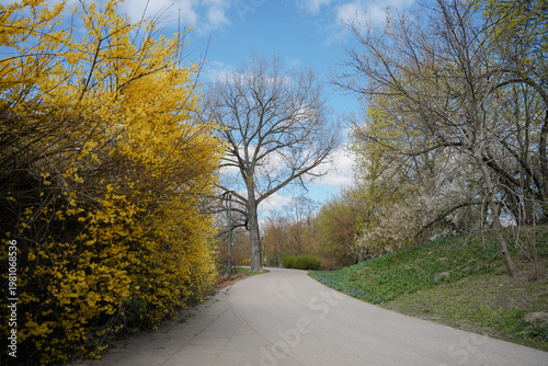 фотографія Winding park path lined with yellow forsythia bushes and budding trees under a b