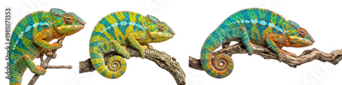 Set of lizard panther chameleon isolated on white or transparent background