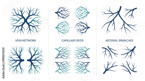 Detailed set of human blood vessel diagrams showing vein network capillary beds and arterial branches on white background, concept for medical education, anatomical study and healthcare infographic