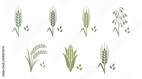 Collection of green cereal crop icons including wheat barley rye oats rice and corn on white background, concept for organic farming branding, sustainable agriculture design and bakery logo