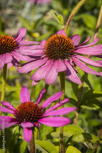 Pink echinacea flowers in garden. Summer flower as background