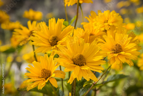 Yellow echinacea flowers in garden. Summer flower as background
