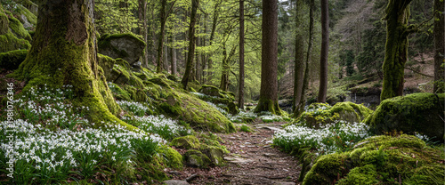 moss covered rocks