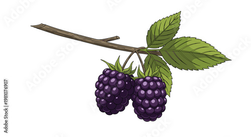 Detailed illustration of two ripe dark blackberries hanging from a woody branch with green leaves on a clean white background.