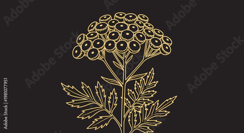 Detailed gold line art illustration of a tansy flower with its button-like flower heads and feathery leaves on a solid black background.