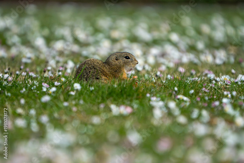 ground squirrel eating a carrot (Spermophilus citellus)