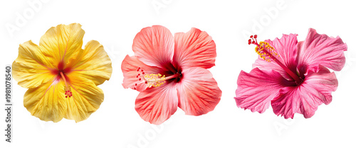 Hibiscus Symphony: A trio of radiant hibiscus blooms bursts forth in vibrant shades of yellow, coral, and pink. Their intricate petals and delicate stamens exude natural beauty.