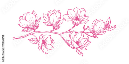 Hand-drawn magnolia flowering branch on a clean white background.