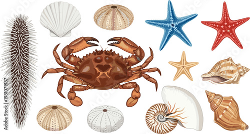 Realistic Marine Life Vector Set Featuring Dungeness Crab, Sea Urchin, Nautilus Shell, Starfish, and Diverse Ocean Seashells for Coastal Scientific and Decorative Designs