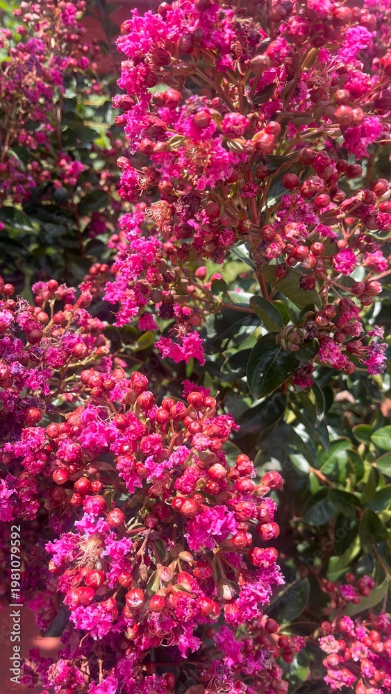 Obraz premium pink flowers in the garden