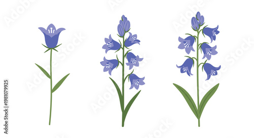 Botanical illustration displays three stages of bluebell flower growth from a single bud to a full stalk of drooping bells.