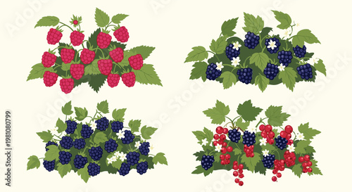 Group of four lush berry bushes including raspberries, blackberries, and red currants with their leaves and small flowers.