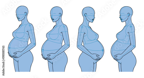Four Blue Pregnant Female Figures Showing Pregnancy Stages Illustration