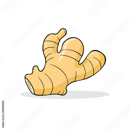 Hand-drawn illustration of a single fresh ginger root with cartoon style and clean lines