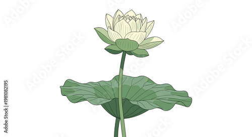 White lotus flower with light green leaves is illustrated in a delicate style against a clean and minimal white background.