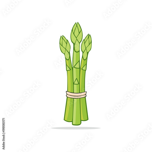 Fresh Green Asparagus Stalks Tied With a Band Healthy Vegetable Illustration