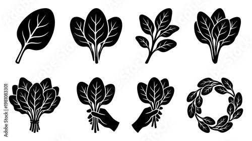 spinach silhouette vector set