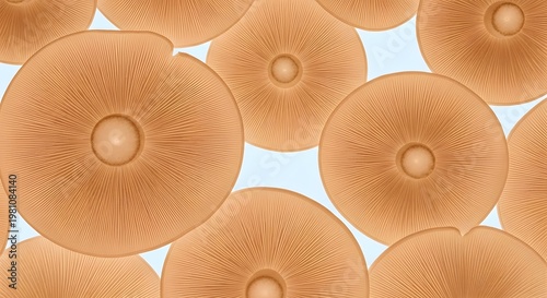 Mushroom caps with gills light brown background texture