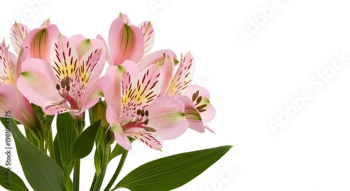 Pink Alstroemeria Flowers on White Background pink flowers