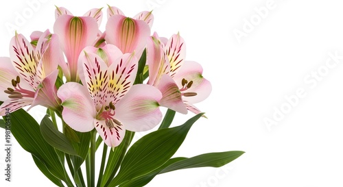Pink Alstroemeria Flowers with Green Leaves on White Background