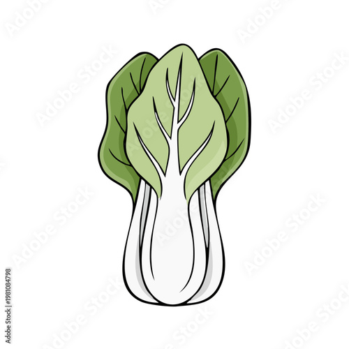 Bok Choy Illustration Healthy Vegetable Food Ingredient